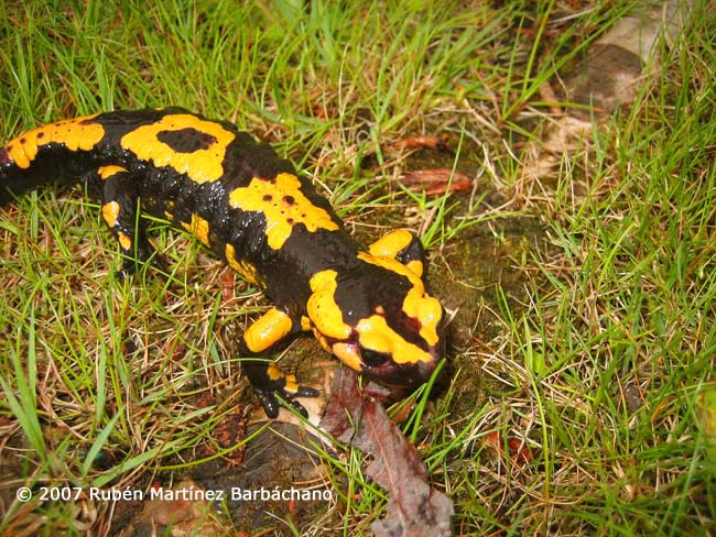 Salamandra salamandra bejarae